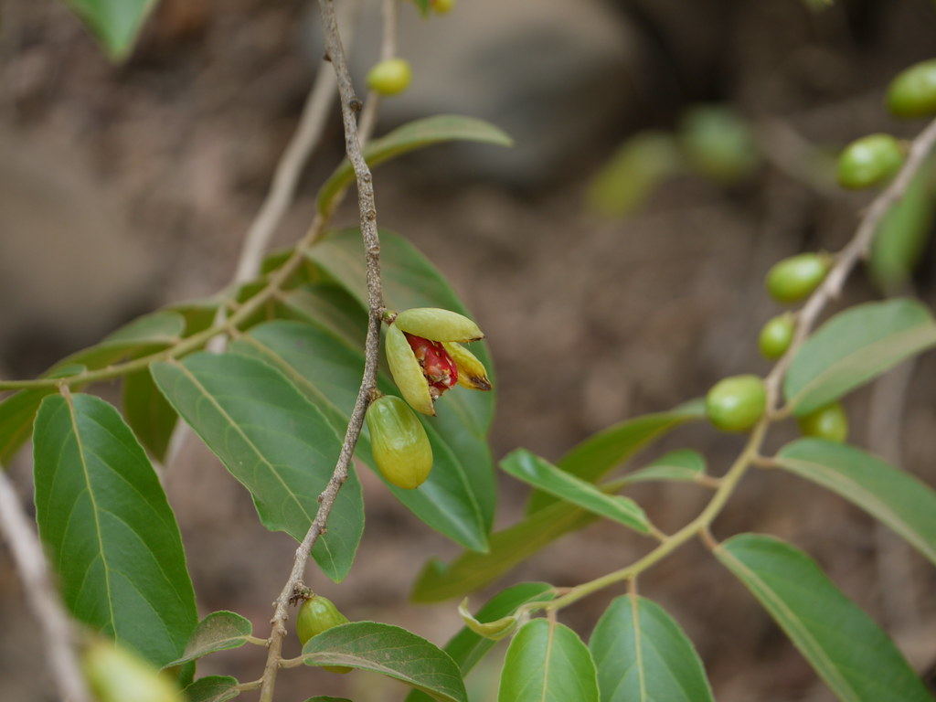 Casearia flexuosa